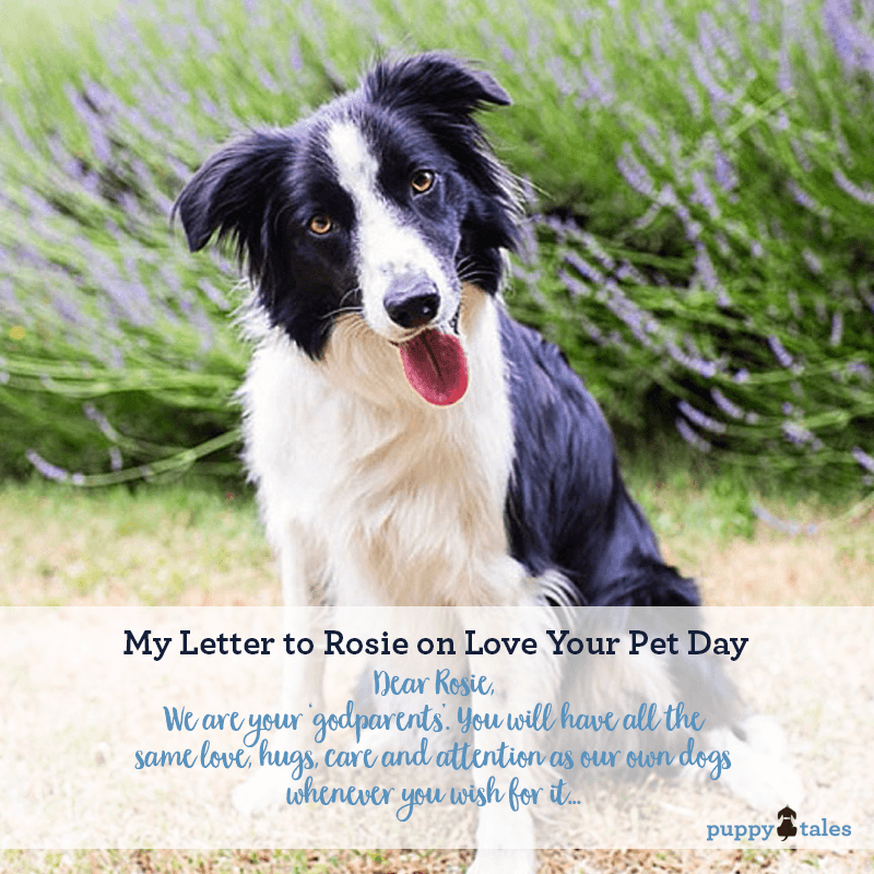 Love Your Pet Day ~ My promises to Border Collie Rosie