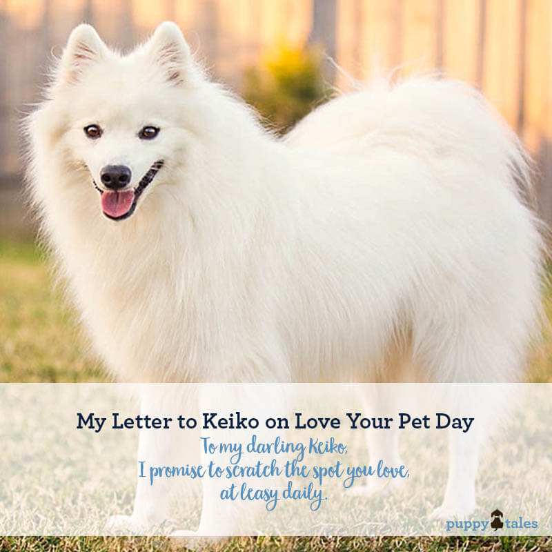 Love your Pet Day. The promises I've made to my gorgeous Japanese Spitz Keiko to mark the date.