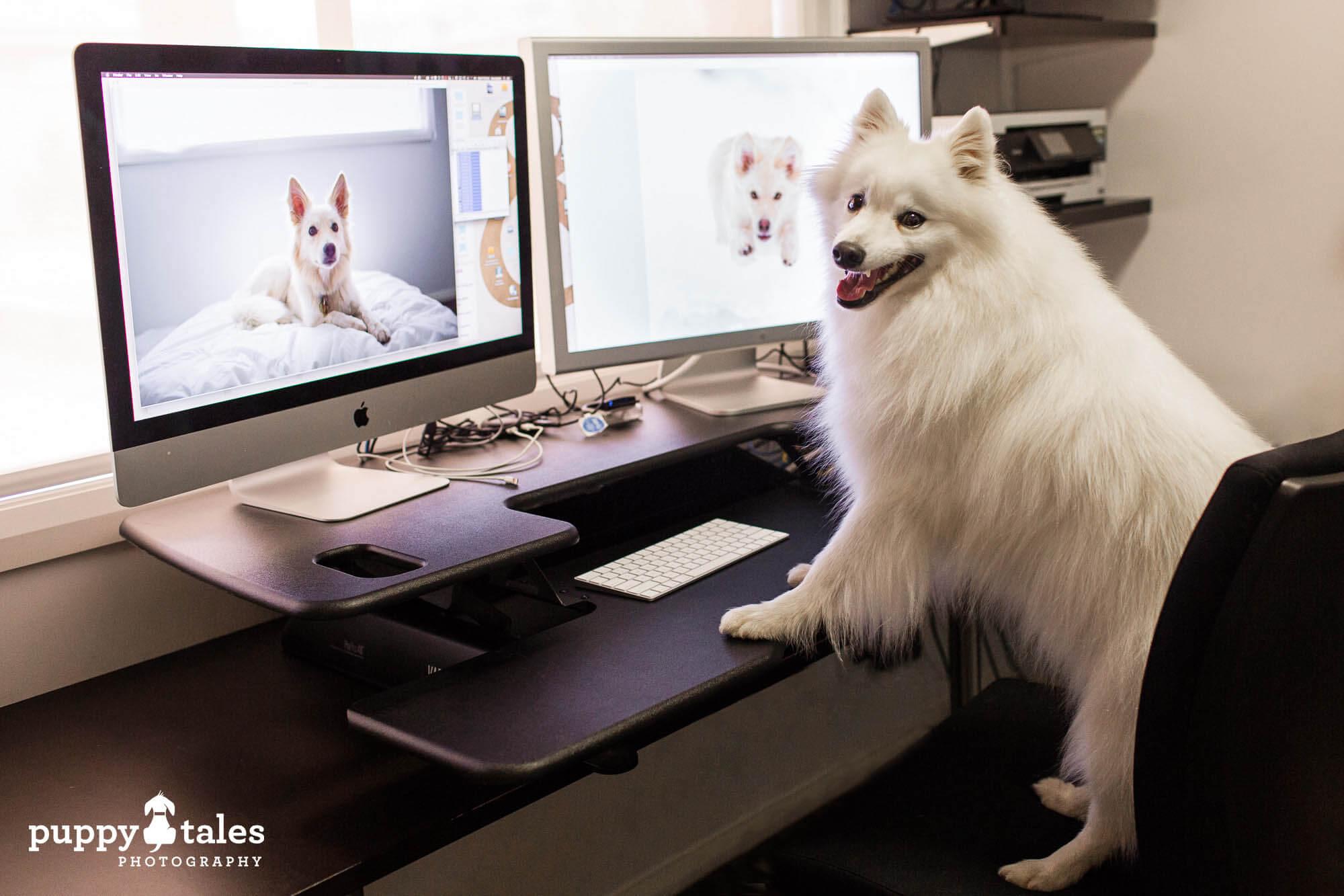 Dog Japanese Spitz posing at the computer with a standing desk