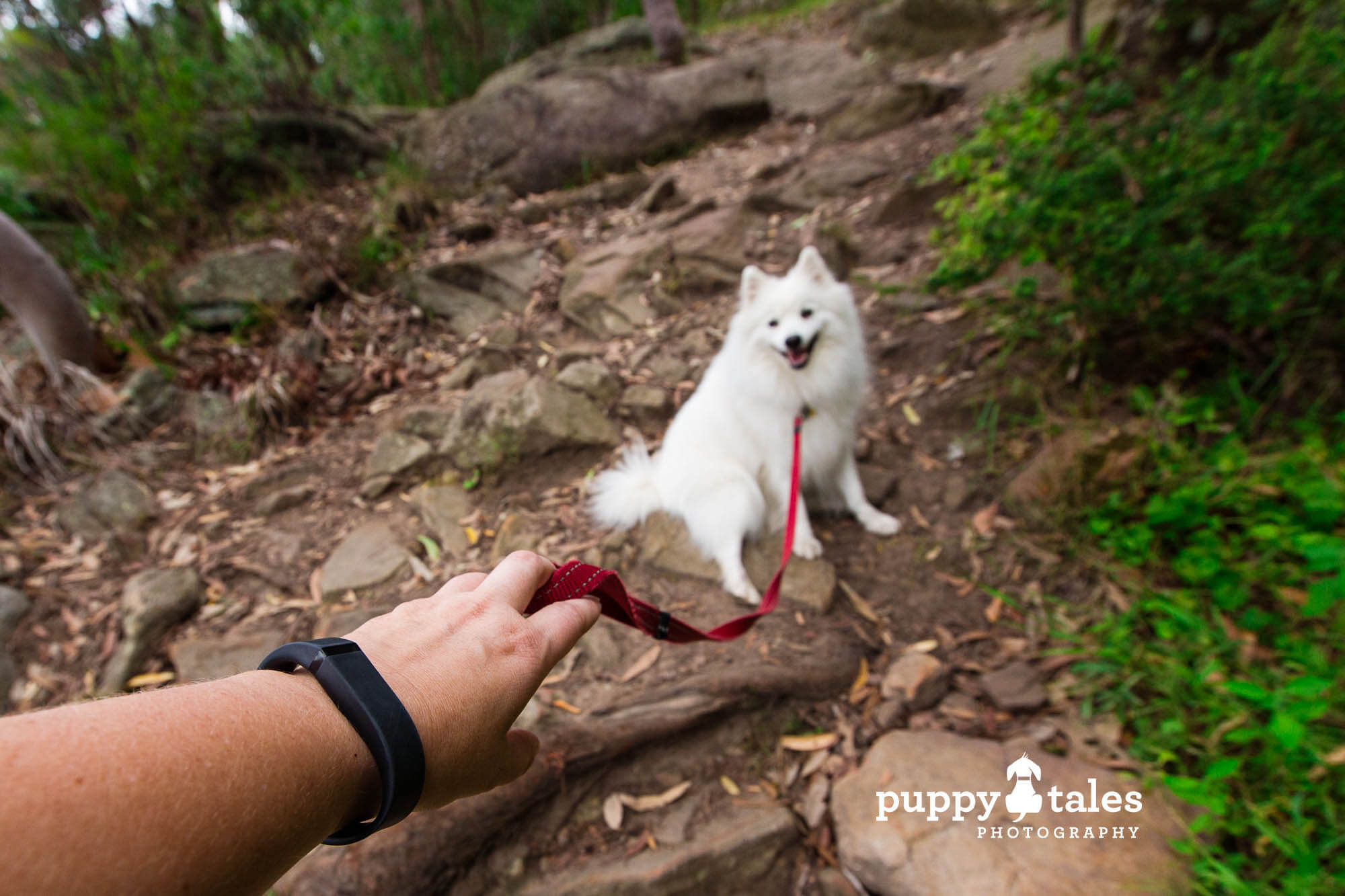 Hiking with Keiko the Japanese Spitz is a great way to stay fit and healthy