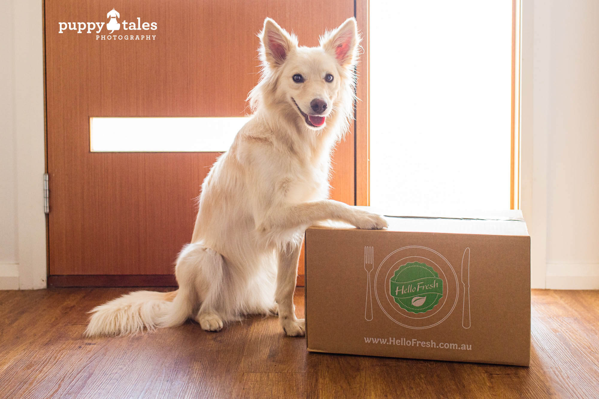 Border Collie Summer thinks any deliver is for her