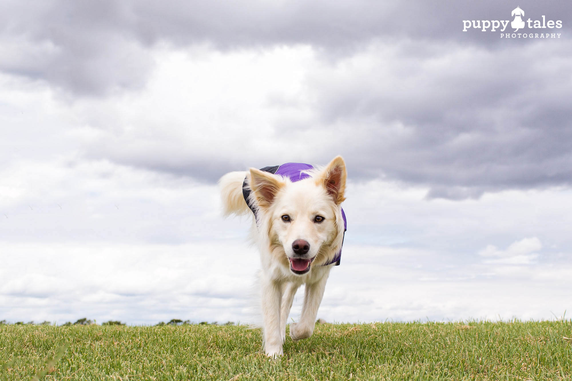 Border Collie Summer enjoying a training break