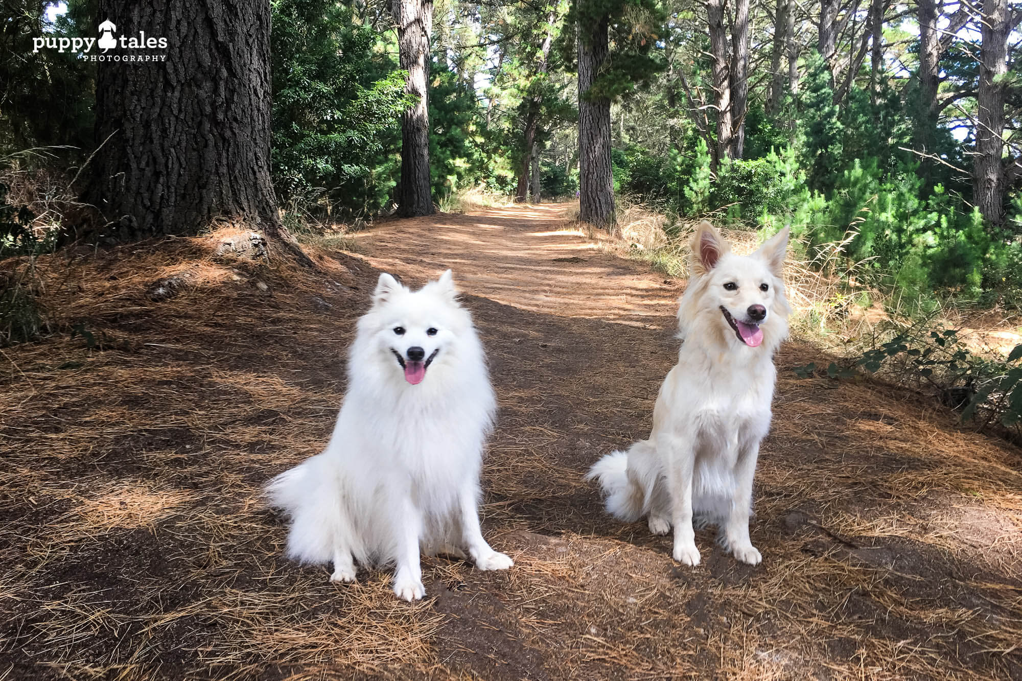 Dogs on a hike