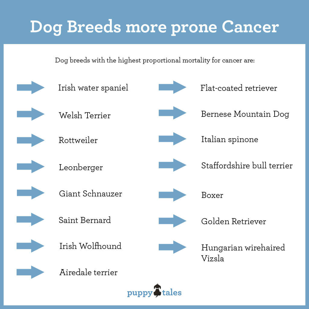 are cancer rates in dogs increasing