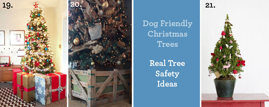Dog Friendly Christmas Trees ~ Real Tree Safety