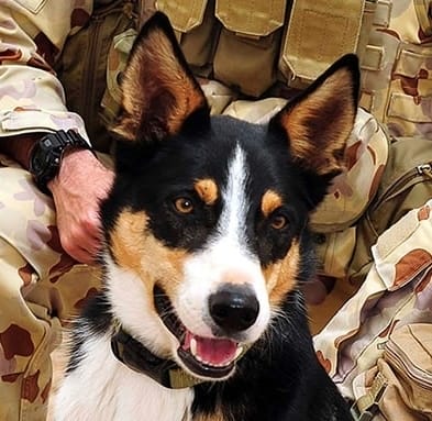 Service dogs of the Afghan War: Herbie