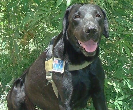 Service dogs of the Afghan War: Razz