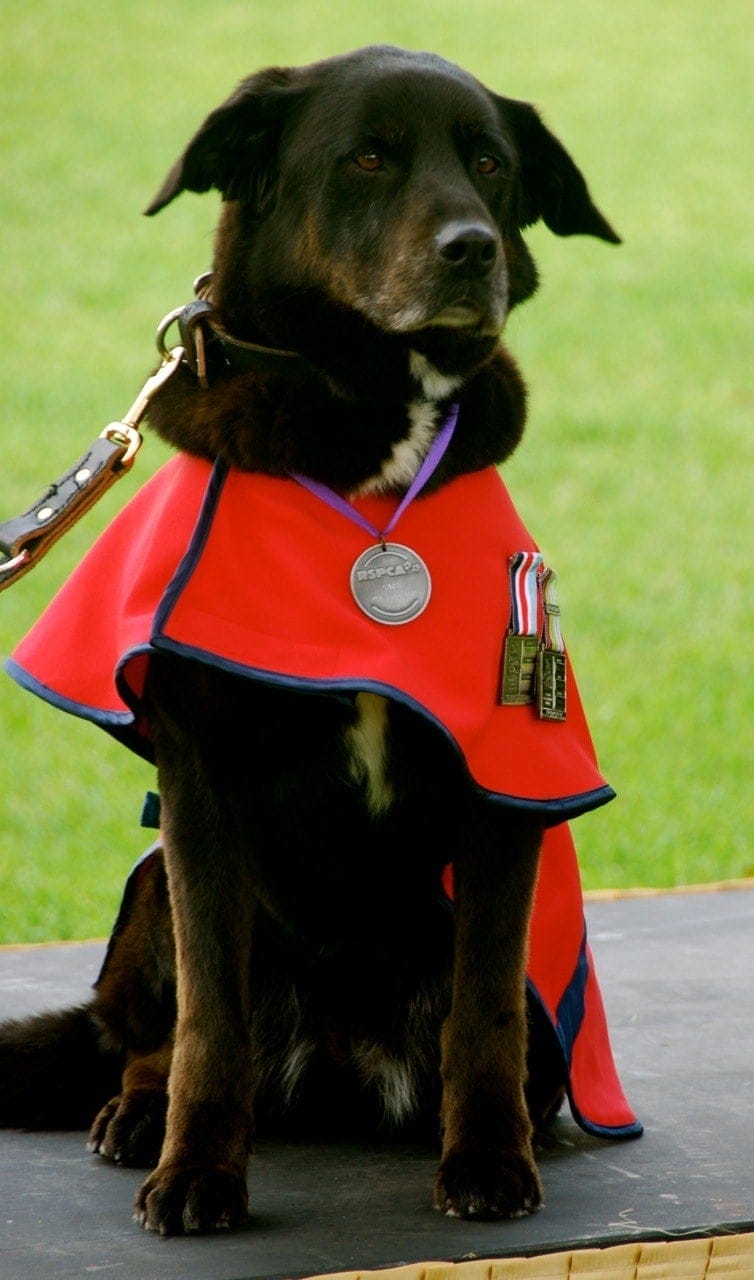 Service dogs of the Afghan War: Sarbi