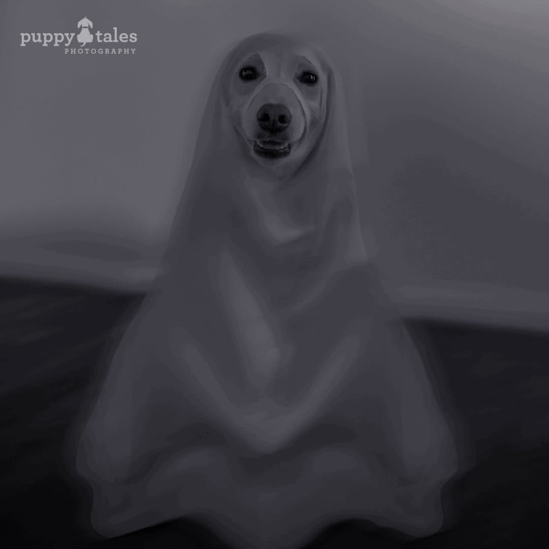 Ghost Dog Costume