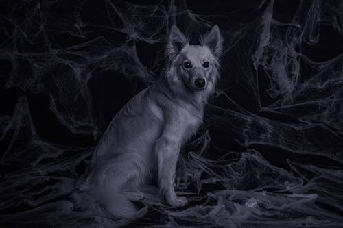Paranormal Pups Ghostly Goings on with Dogs Preview 1