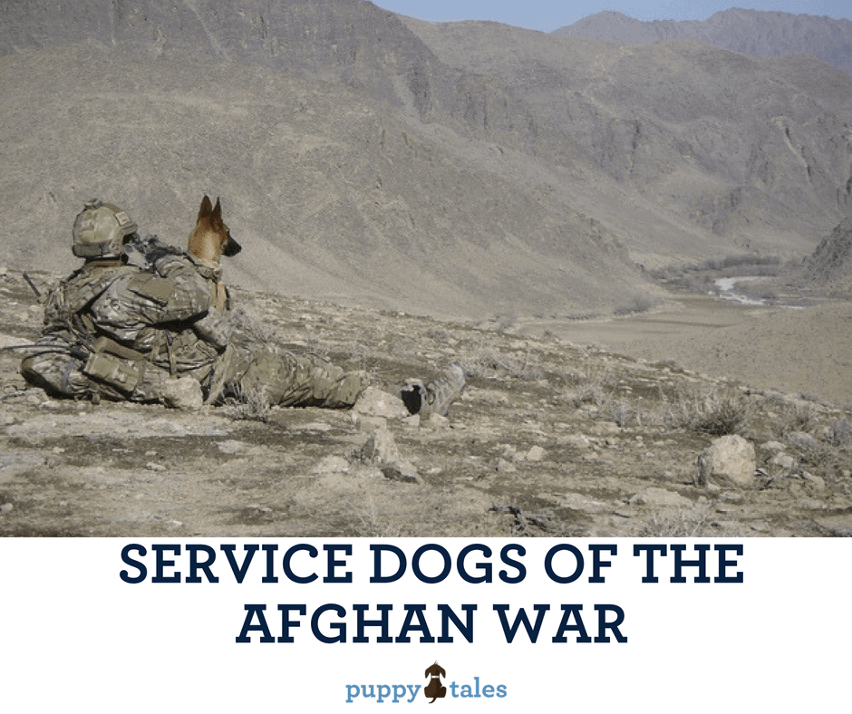 Australian Explosive Detection Dogs of the Afghan War