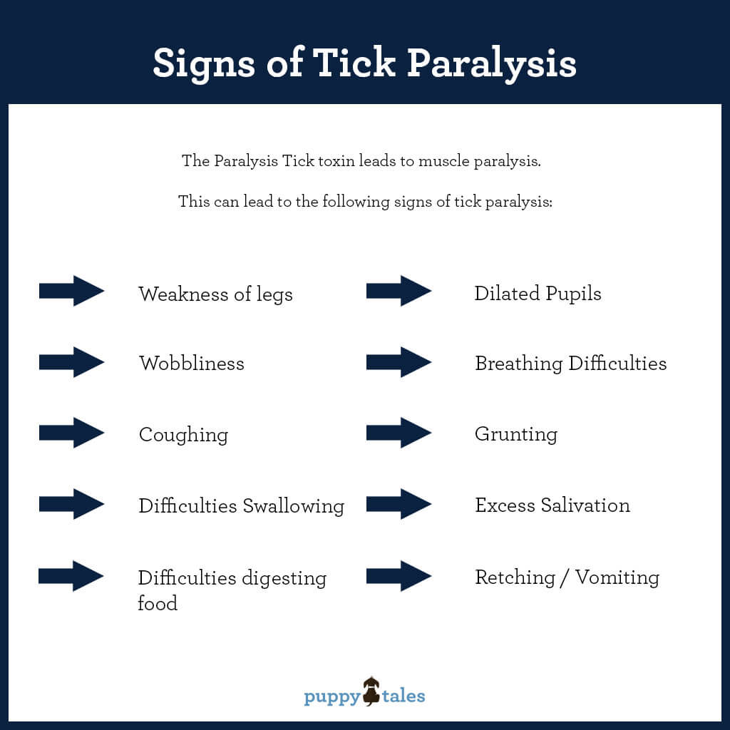 The Signs of Tick Paralysis in Dogs