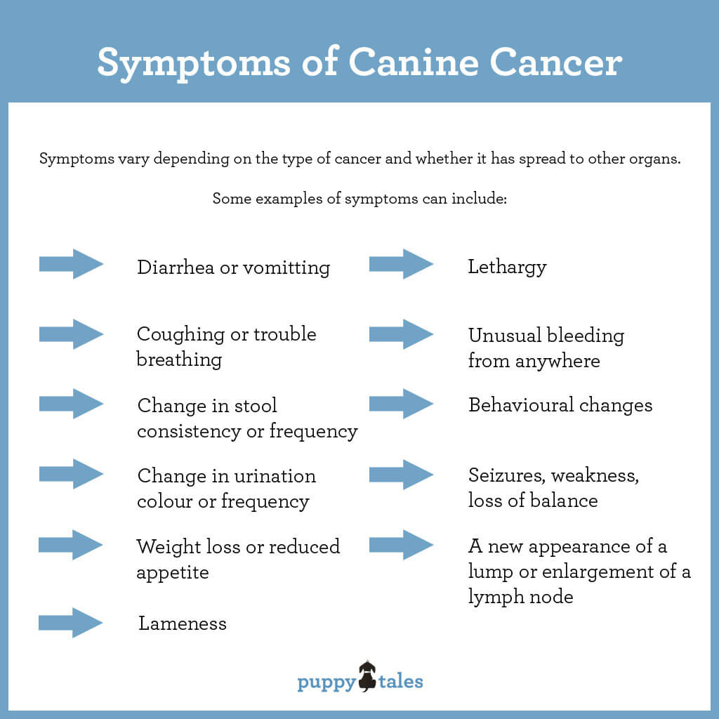 Canine Cancer – Information for dog owners