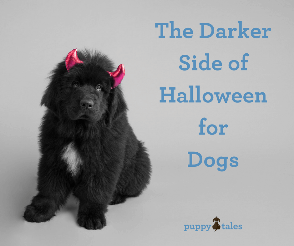 Halloween for dogs may not be a fun time for them.