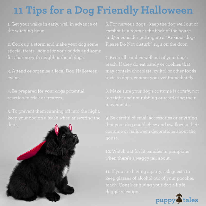 11 Tips for a Dog Friendly Halloween