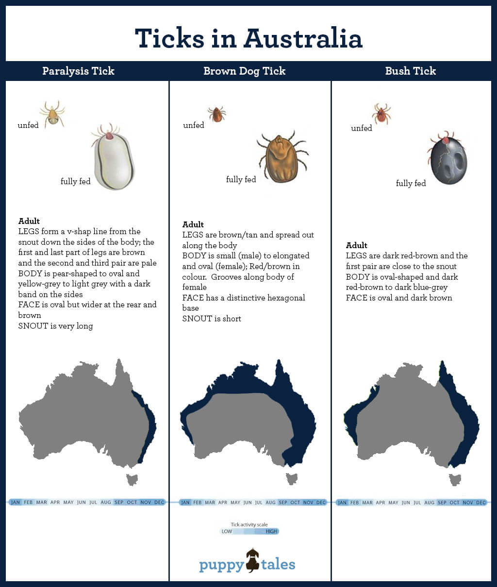 Tick Paralysis The Miniature Assassin For Dogs Puppy Tales