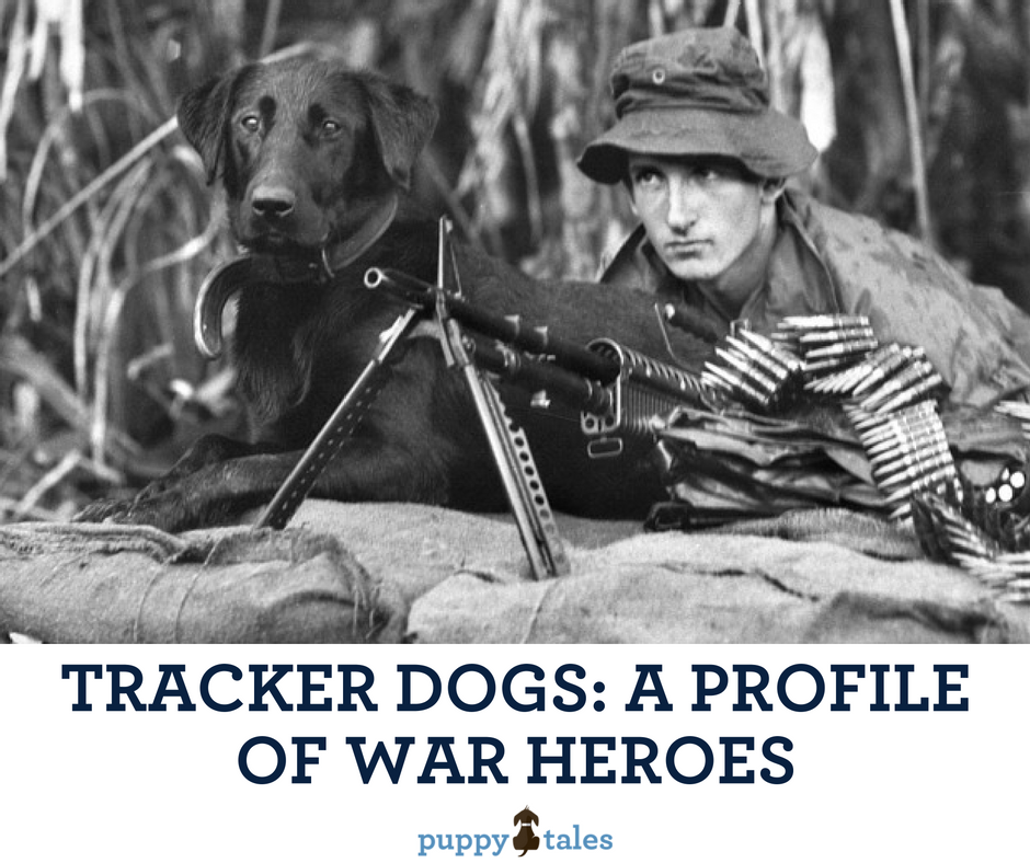 Australian Tracker dogs of the Vietnam War