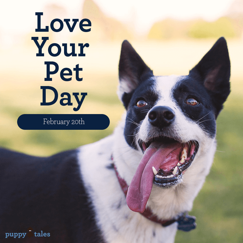 Love your Pet Day. Love is about more than toys, tasty treats, and a fancy bed – love means putting your dog’s needs first. So this ‘Love Your Pet Day’, instead of buying your dog a new toy, do something different. Why not walk a mile in your pet’s paws?