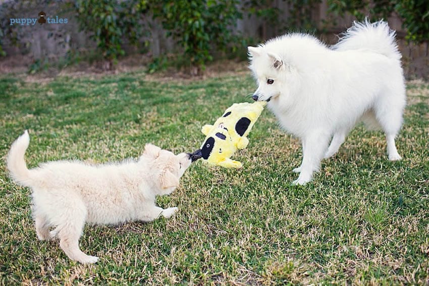 Love you Pet Day is February 20th! A Letter to my dogs is how I'm marking this date.