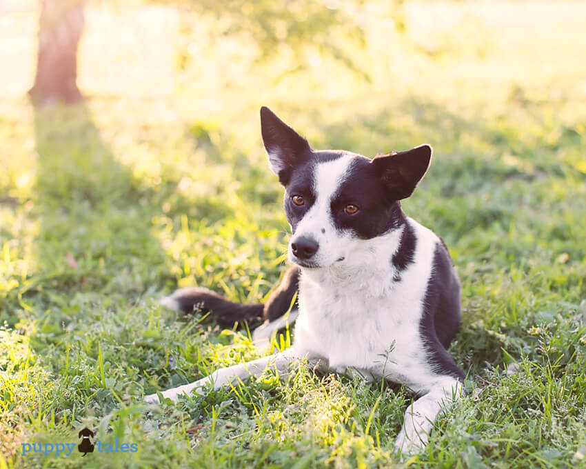 February 20th is Love Your Pet Day.  Love means putting your dog’s needs first. So this ‘Love Your Pet Day’, instead of buying your dog a new toy, do something different