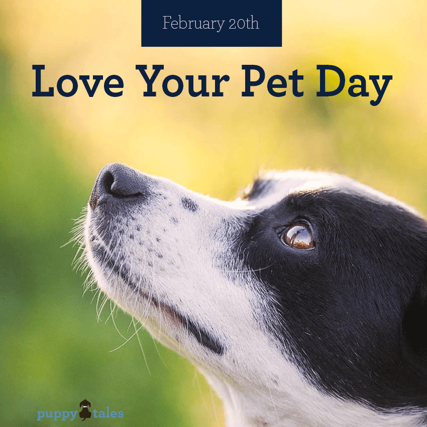 Love Your Pet Day.  Have you truly thought about what ‘love’ means to your dog?