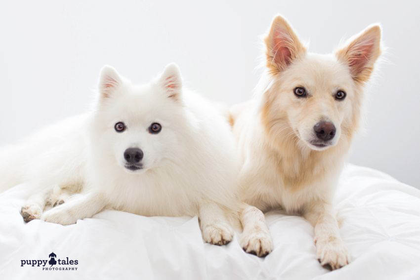 Cute dogs posing on the couch