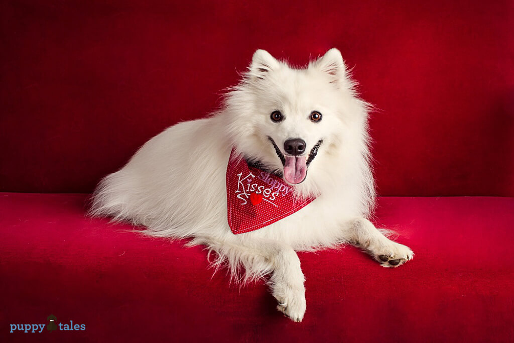 Keiko the Japanese Spitz is offering free sloppy kisses this Valentine's Day
