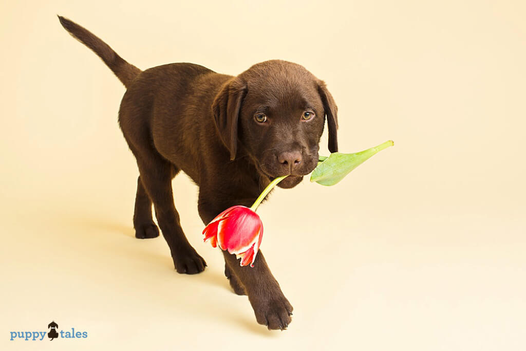 Chocolate labrador puppy Archie has a flower delivery on Valentine's Day