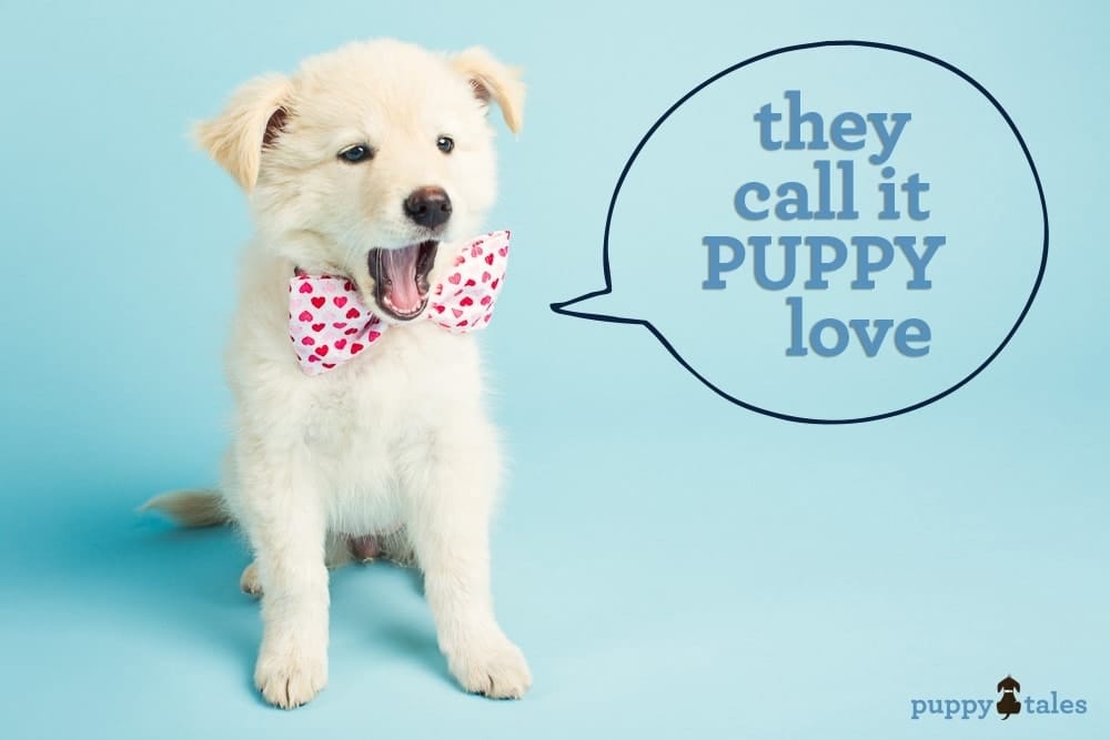 They Call It Puppy Love | Puppy Tales