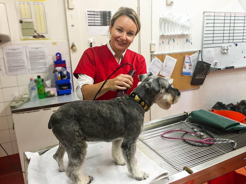 A dog with suspected paralysis tick will need to be shaved.