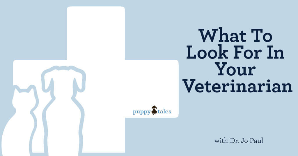 The important considerations for choosing the right Vet for your dog.