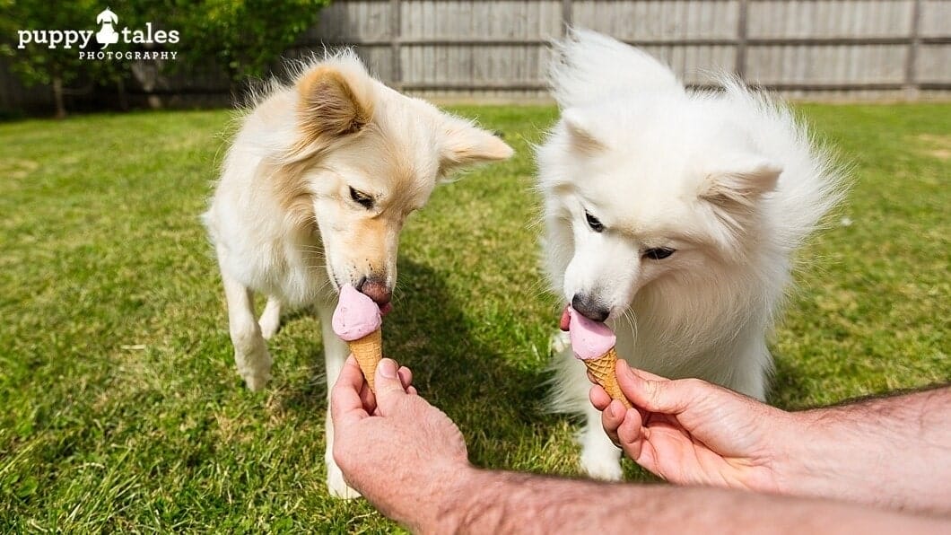 Christmas Gift Guide for Dogs ~ Gulp Ice Creams