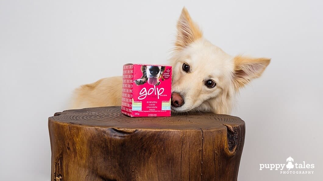 Christmas Gift Guide for Dogs ~ Golp Chocolate