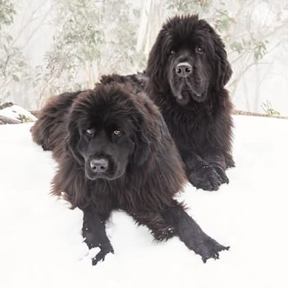 Akemi Photography dogs the snow 73 1