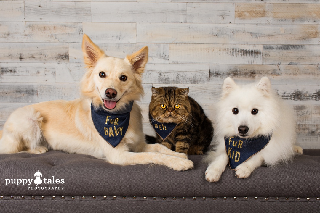 Dogs and cats can be friends! Summer the Border Collie, Mr Magoo the cat & Keiko the Japanese Spitz share the sofa together