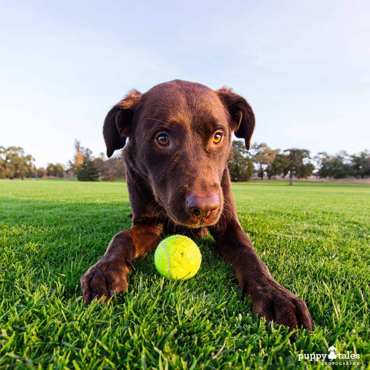 puppytalesphotography poochesatplaypromo 10 1