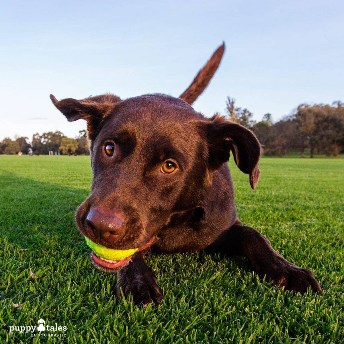 puppytalesphotography poochesatplaypromo 16 1