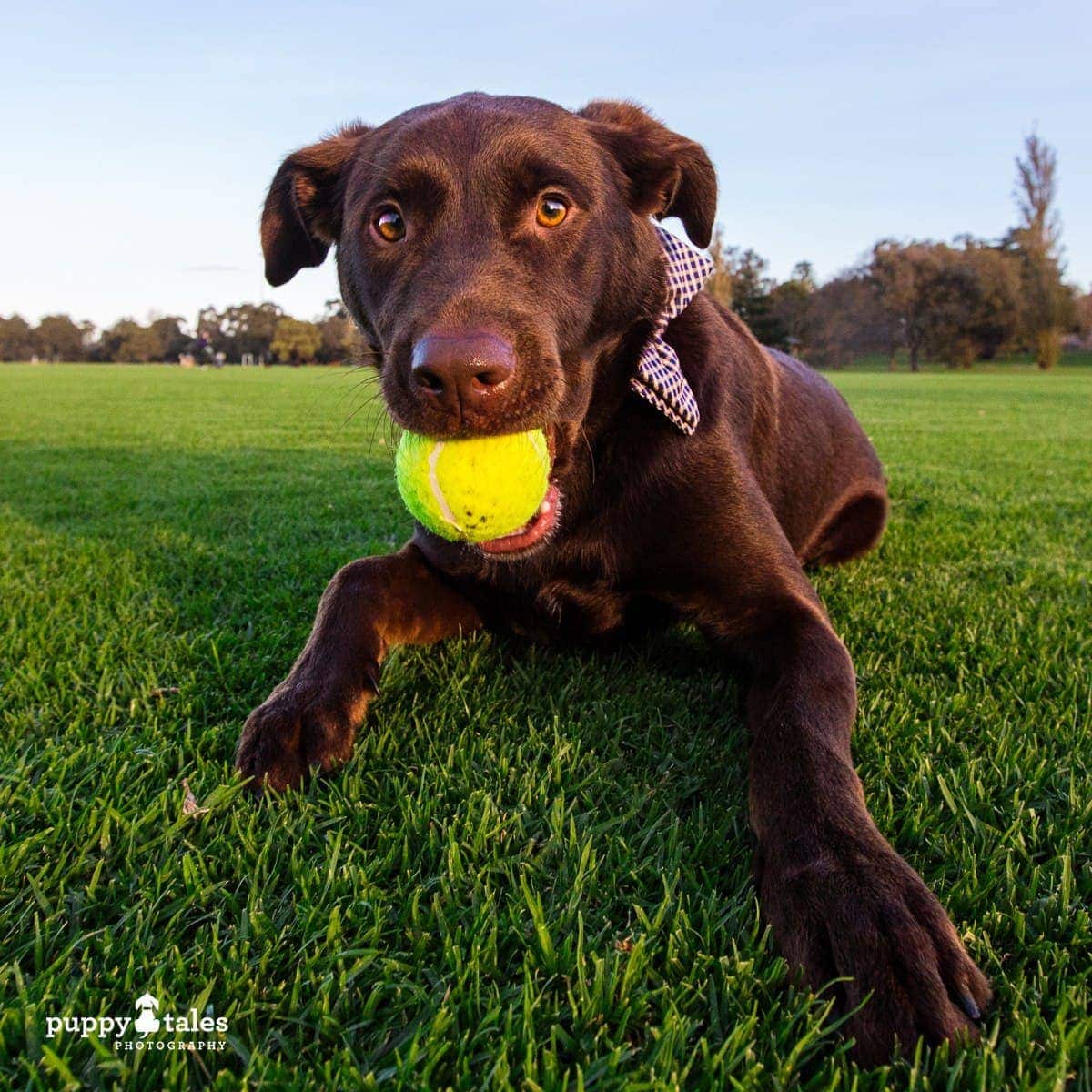 puppytalesphotography poochesatplaypromo 18 1