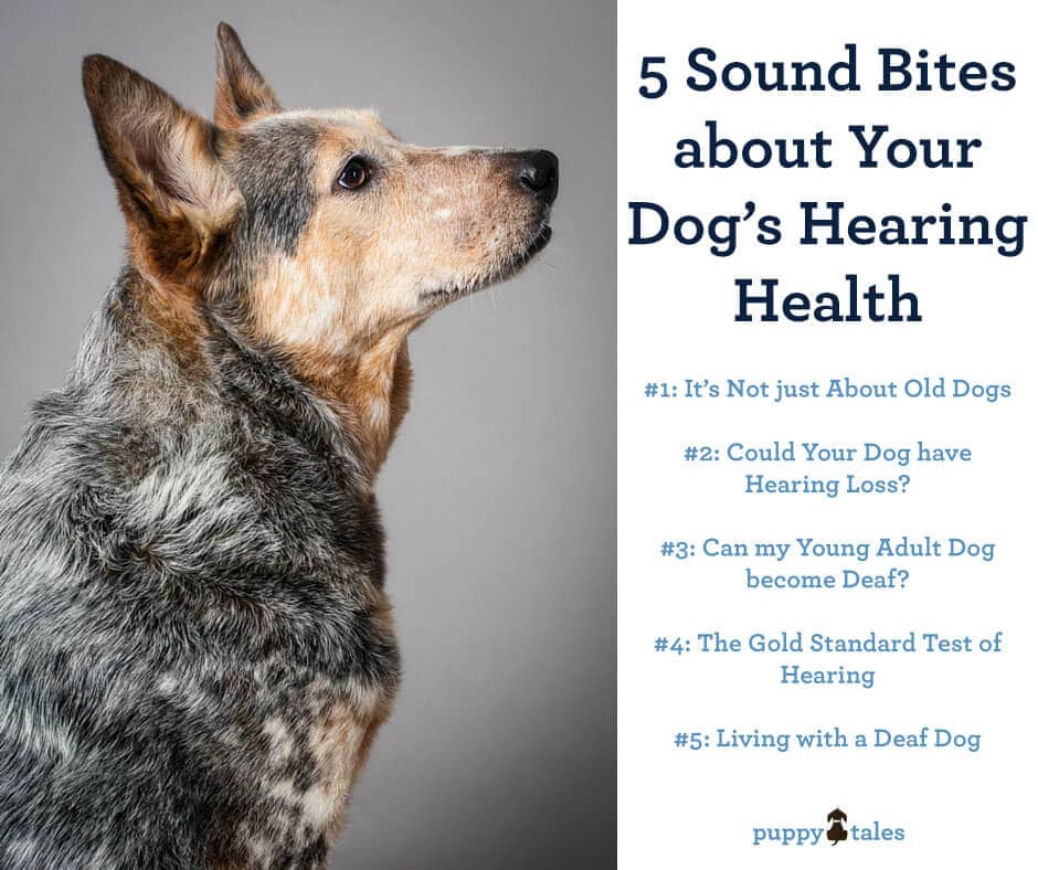 5 Sound Bites about Your Dog’s Hearing Health