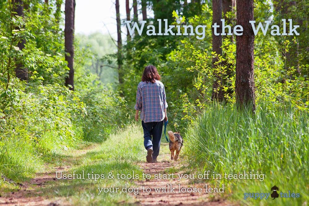 Walking the Walk with your Dog 1