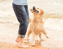 Visiting the beach with your dog.