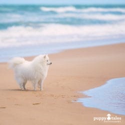 5 Steps to a Better Beach Visit with your Dog