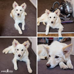 Akemi Photography tidy home with dog shedding 5