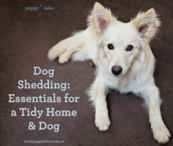 Dog Shedding Essentials for a Tidy Home Title