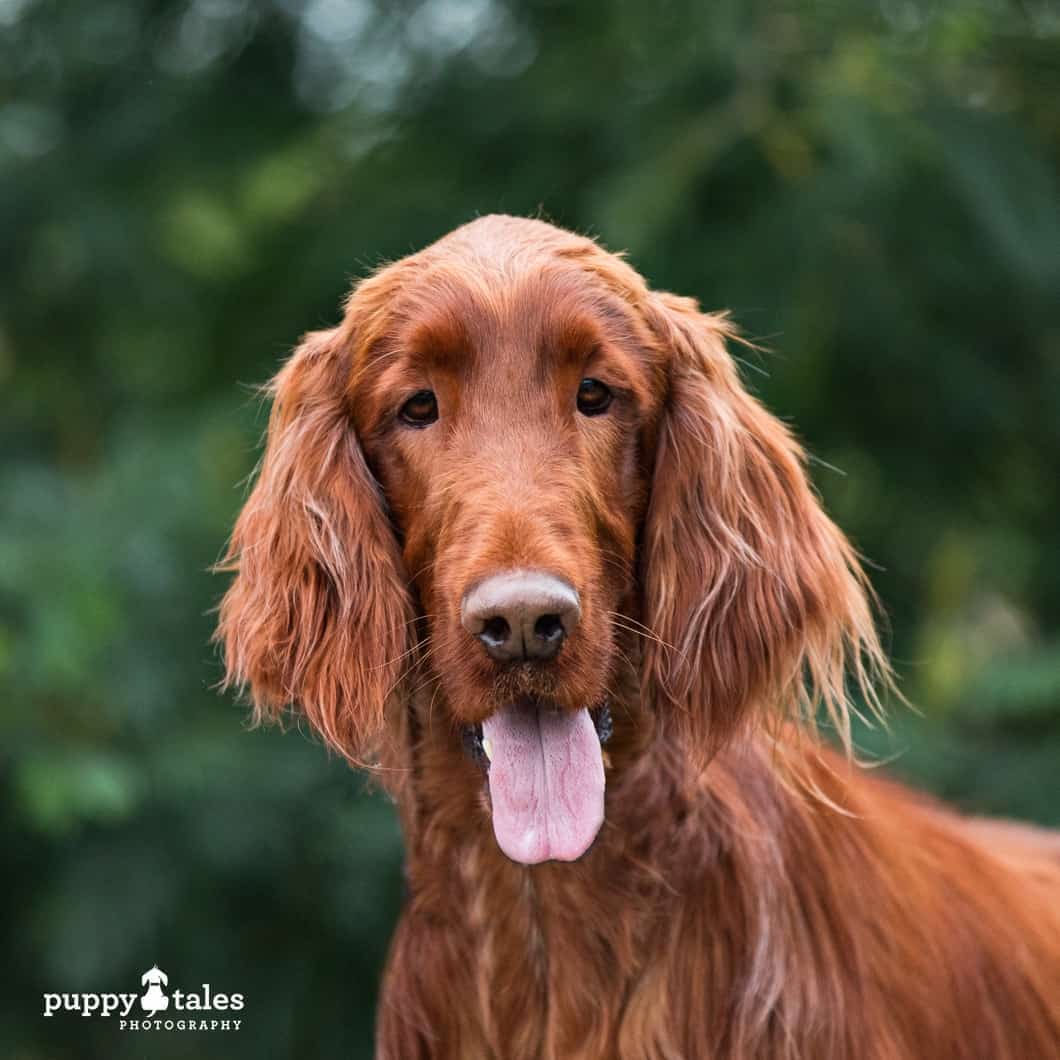 Irish Setter Remy is looking for his forever home