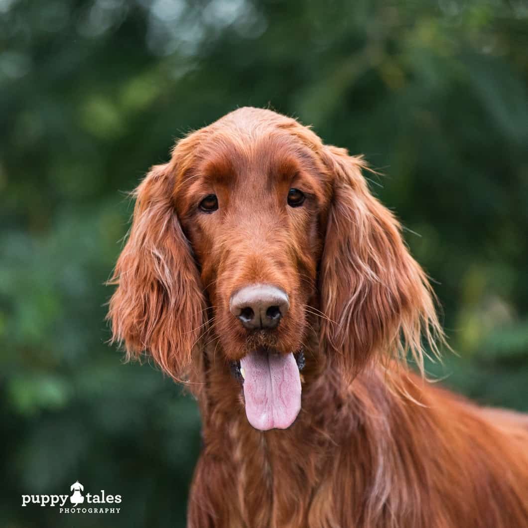 irish setters for adoption