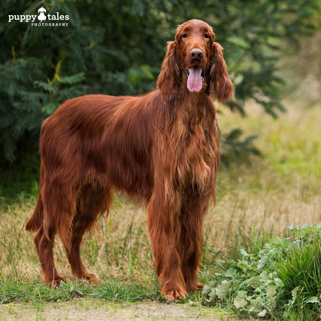 Irish Setter Remy ~ Available for Adoption | Puppy Tales