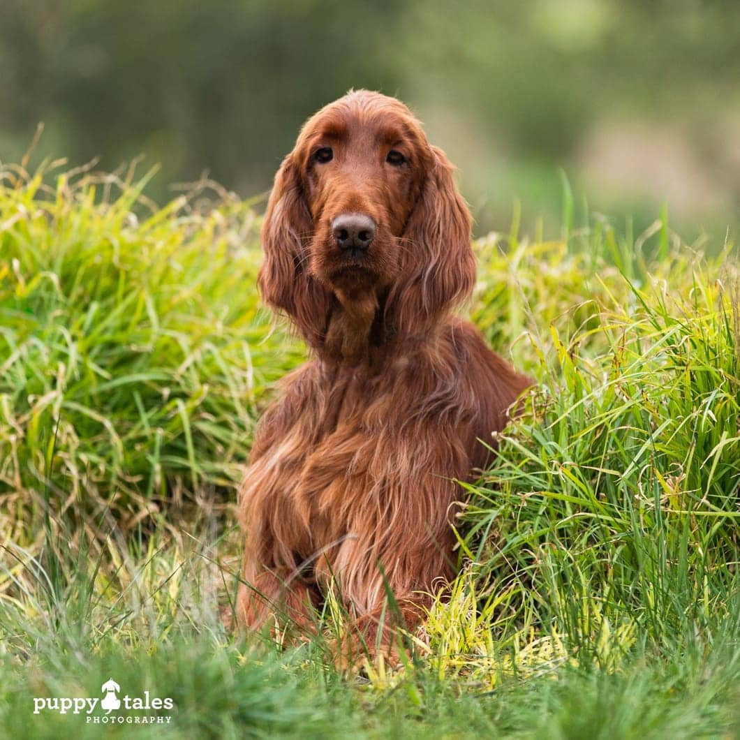 Remy the beautiful red Irish Setter