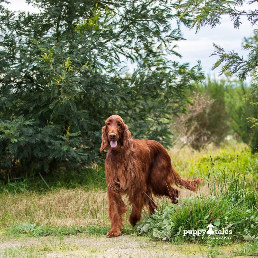 Beautiful Irish Setter Remy is looking for his forever home - will that be you?