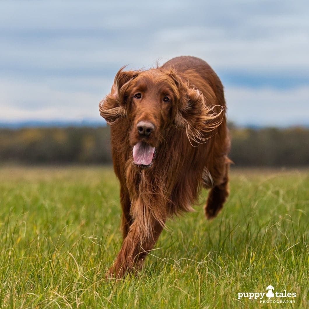 Irish Setter Remy has the beautiful eyes and soft endearing expression known of the breed.